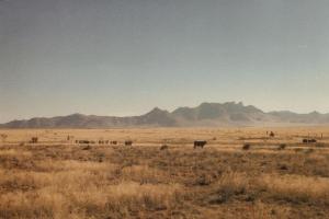 A few of our cattle.