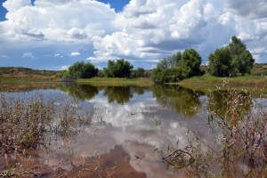 Rancho San José del Carrizo Pond